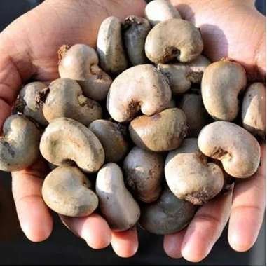 Premium raw cashew nuts