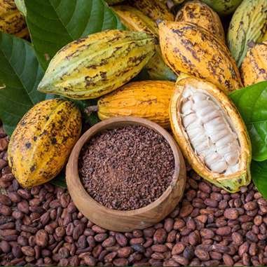 Premium cocoa beans