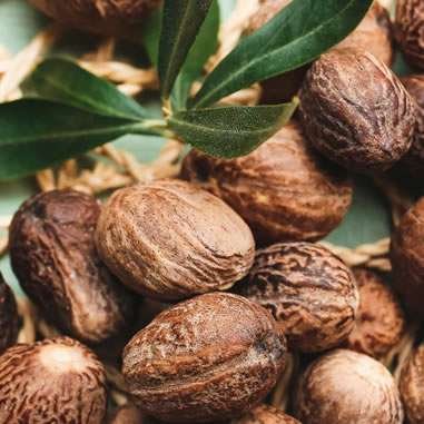 Natural shea nuts