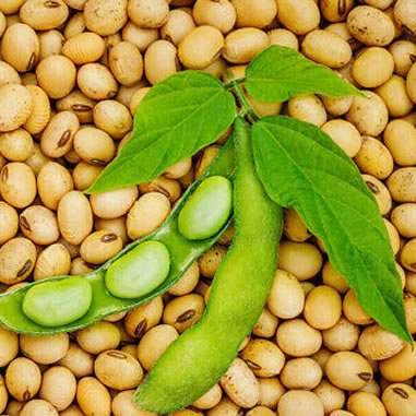 Premium soya beans
